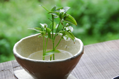 春の花をあしらって，季節を味わう提案も