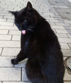 黒ねこは何と呼ばれるのが多い? くろこ20170207