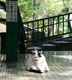 いぬにも劣らぬ鼻を持つ・・・それがねこさ! いぬにも劣らぬ鼻を持つ20170210