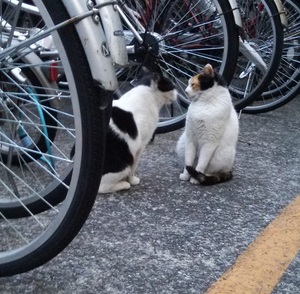 ねこにもリア充なのとそうでないのがいるかもしれませぬが・・・ ねこにもリア充なのとそうでないのがいるかもしれませぬが・・・20170214