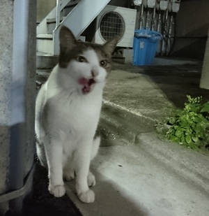 ぺろり中 ぺろり中20170216
