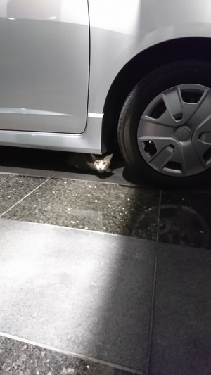 ねこ社員はここにいる ねこ社員はここにいる20170303
