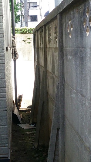 ねこ社長20170317