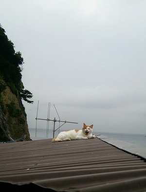 海が見える屋根