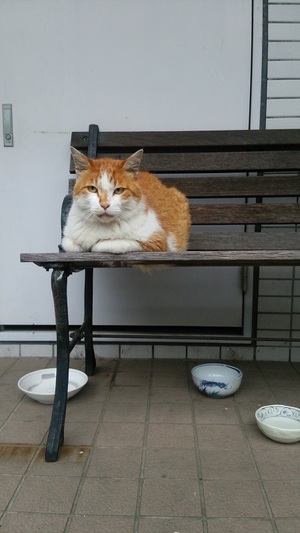 ねこ先輩と専用ベンチ