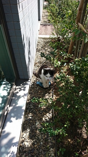 ねこ社長の舞台はこの丸いところ！