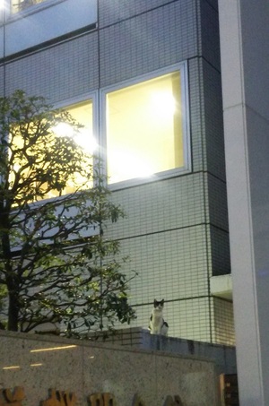 オフィス街にもねこはいる
