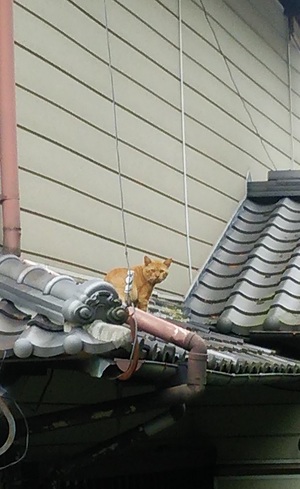 瓦屋根のねこ