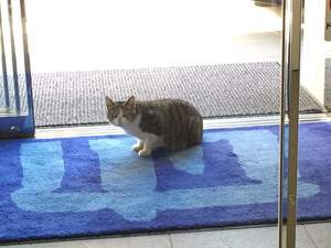 お久しぶりのねこ社員 お久しぶりのねこ社員