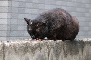 gihyoTさんからの投稿写真です