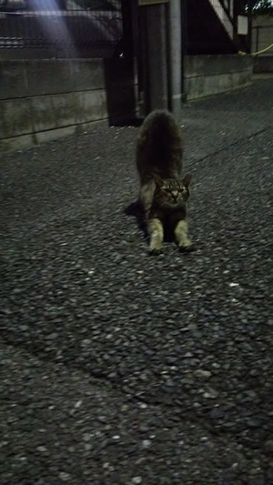 カメラ目線で伸びましょう　夜に２