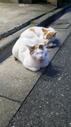 出番の多かった兄弟ねこーずに感謝！