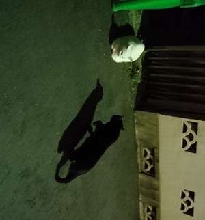 何か変? 何か変?