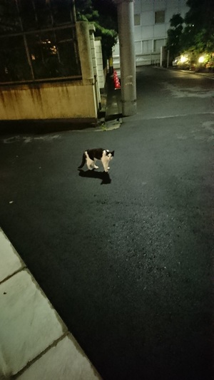 ねこ社長だったのですー