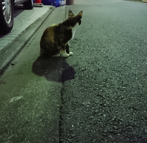 道路にいた三毛ねこ