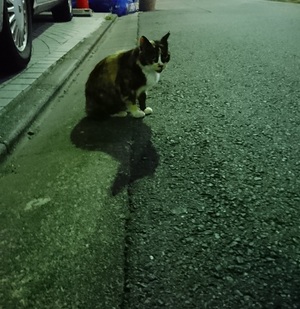 どこかで見たことがあるような