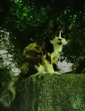 お久しぶりのぺろこさん