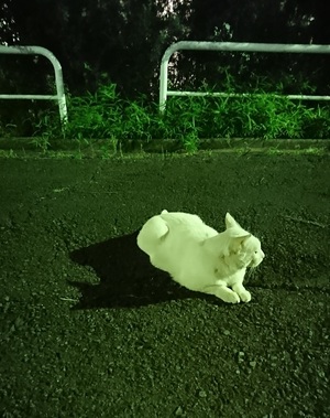 後ろから前から。