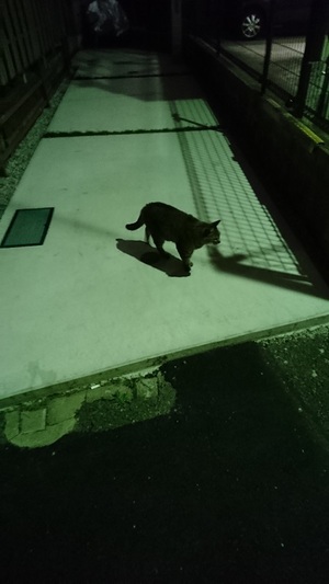 馴れ馴れしい子です