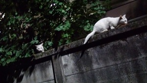 真夏の夜のしろこ2匹目！