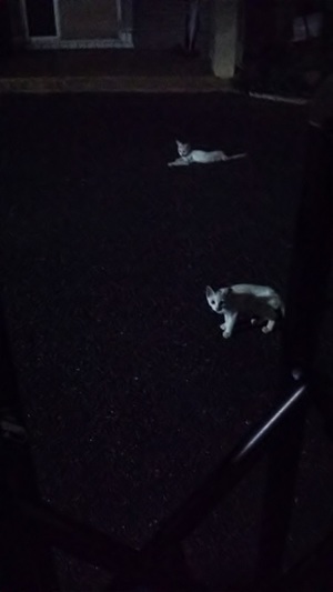 真夏の夜のしろこ