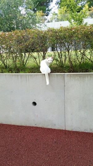 見返りしろこ