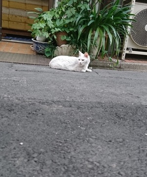 横に回ると