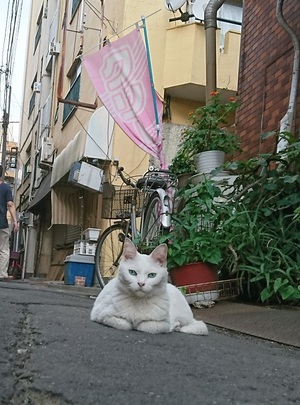 前に回って近付いても
