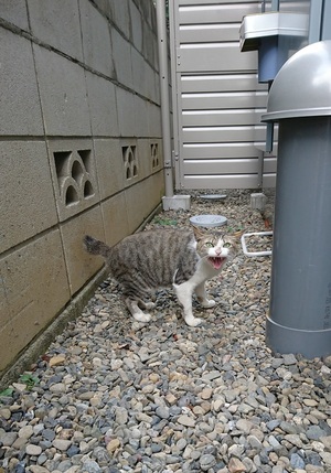 ねこ社員です