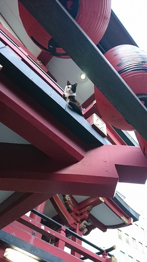 神社のしろくろこ