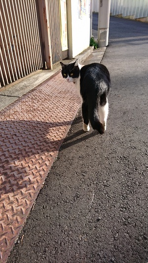 見返りしろくろこ