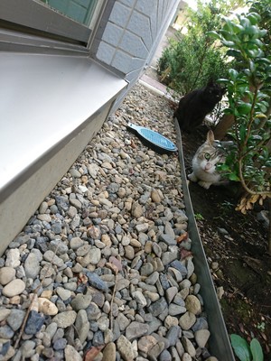 ねこ社員の後ろの妻夫木くん