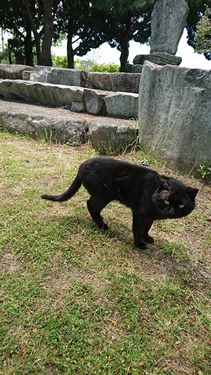 沖島のくろこ