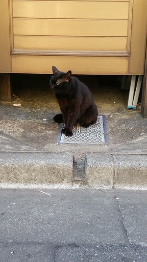 筋肉隆々くろこ