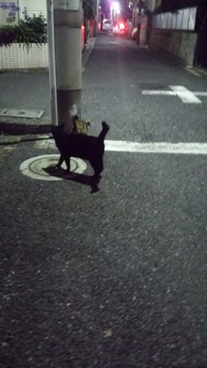 カギしっぽのくろこ