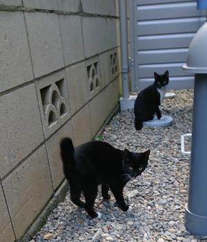 ねこ社員ジュニアーズ