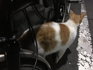 azumakuniyuki様からの投稿1 azumakuniyuki様からの投稿1
