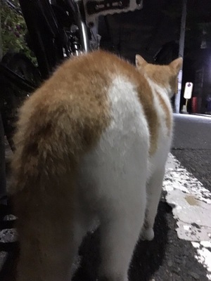 azumakuniyuki様からの投稿2 azumakuniyuki様からの投稿2
