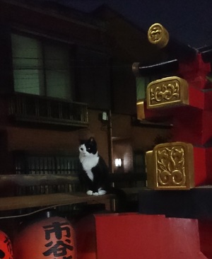 夜の神社のねこ1