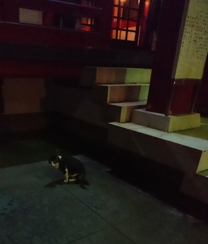 夜の神社のねこ2