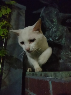 気弱そうな顔のしろこ