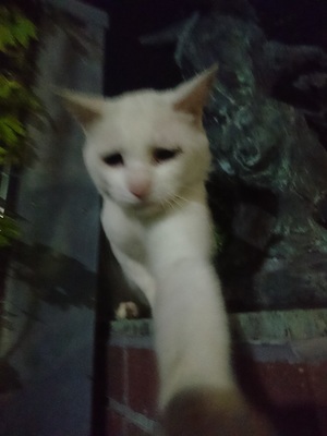 次の瞬間ねこパンチ！