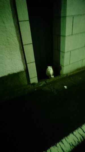 夜のしろこ2