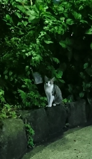 ねこ社員