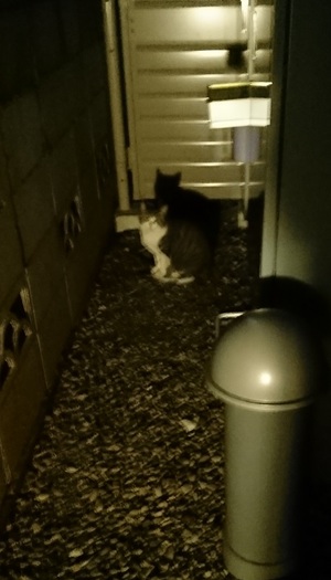 ちょっと前のねこ社員