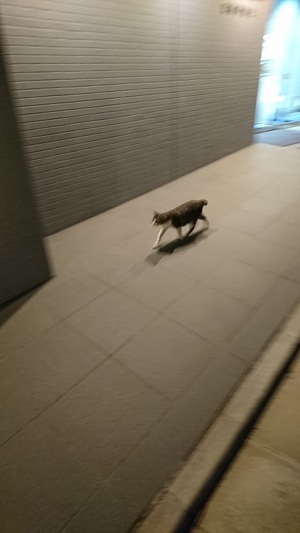 夜出勤するねこ社員