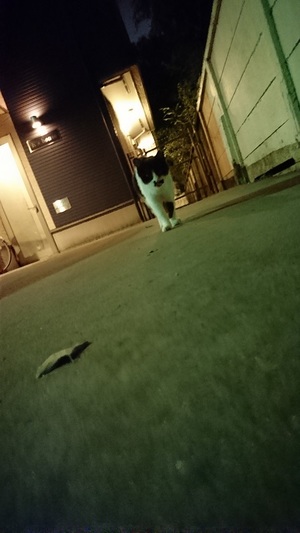 久しぶりのはなくろこ