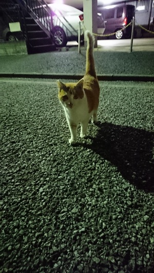 チーム馴れ馴れ1