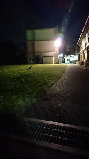 夜の学校のねこ