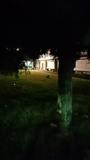 夜の学校のねこ2